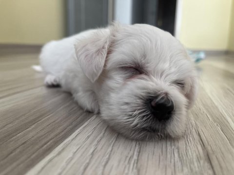 Aradığın dostun burada maltese terrier