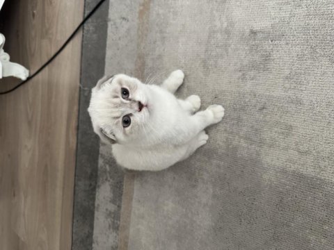 3 aylık uygun scottish fold
