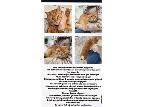 Sokağa atılacak kedimize acil yuva