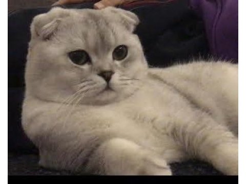 Ücretsiz scottish fold