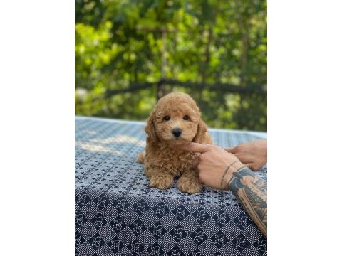 En microsu en özel poodle benim olsun isteyenlere