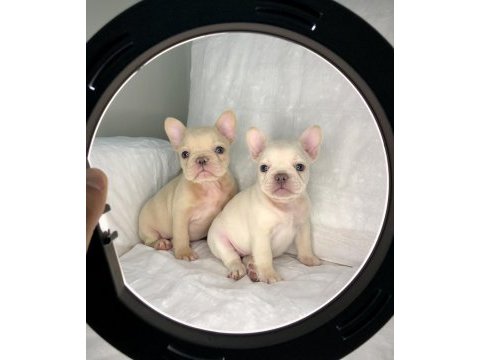 Denizli french bulldog yavrular