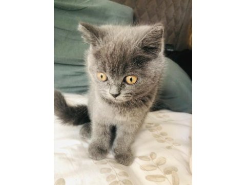 Gri british shorthair erkek 60 günlük