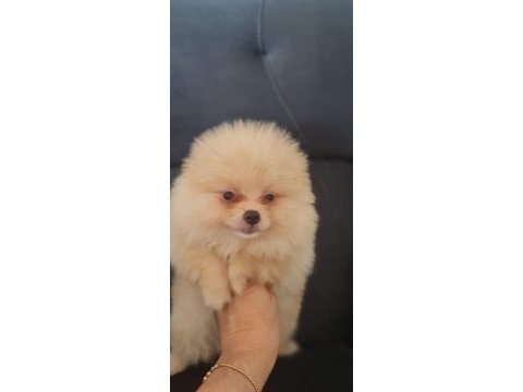 Mersin orjinal pomeranian boo yavrular