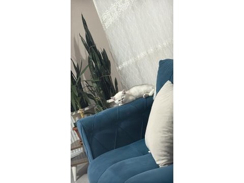 British shorthair dişi kedimiz
