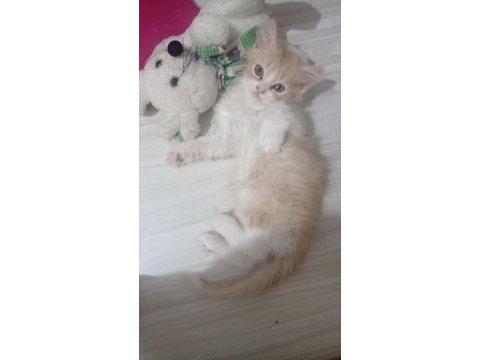 Minik yavrularıma sıcak bir yuva