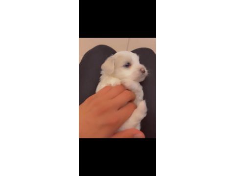 Yavru maltese terrier