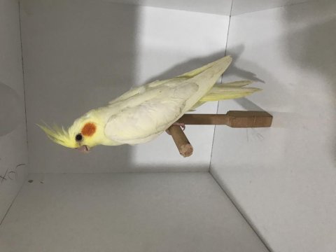 Lutino erkek sultan papağanı