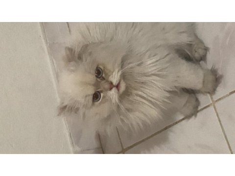 British longhair erkek