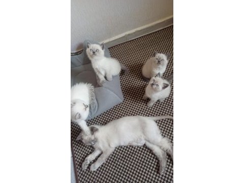 Mavi gözlü koca kafalı bluepoint british shorthair yavruları