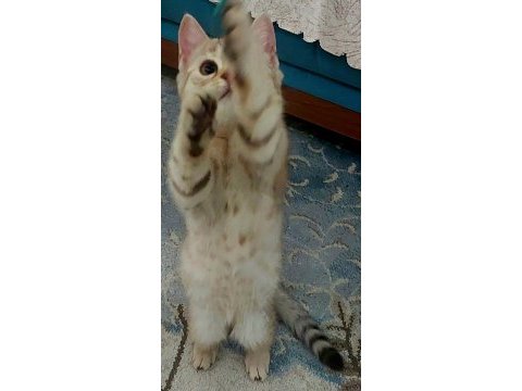 3 aylık savannah yavrusu