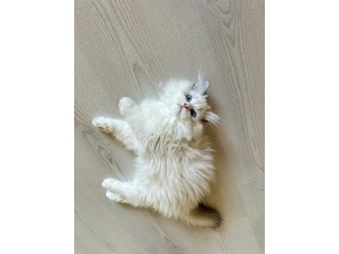 Ragdoll bebek kedimiz