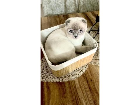 Scottish fold kedimizi sahiplendirme
