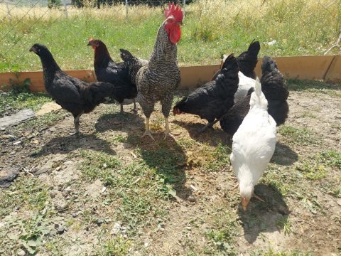 Yumurta tavukları
