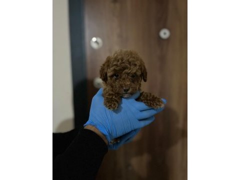 Poodle gibi maltipoo