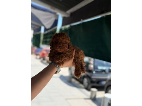 Toy poodle yavrumuz