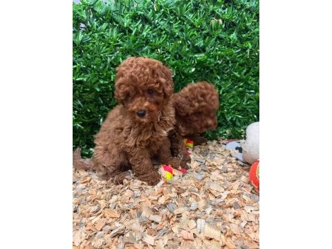 Burkemden a kan toy poodle yavrularımız