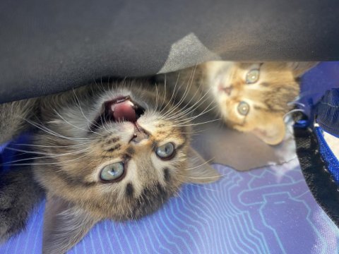 British shorthair erkek yavru sahiplendirilecektir