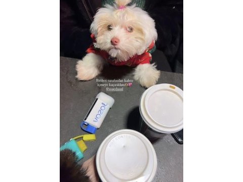 3 aylık maltipoo miya için yuva arıyoruz