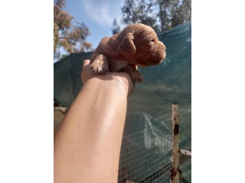 Nadir bulunan cavapoo yavrular