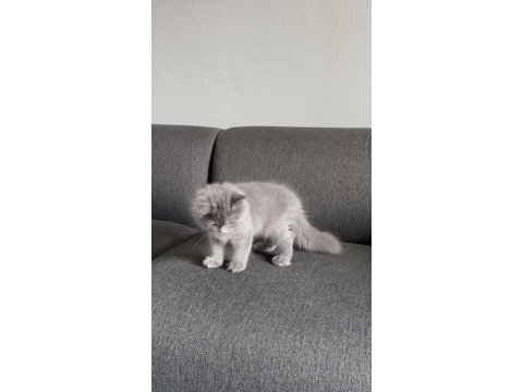 Gri british shorthair pofuduk yavrumuz yeni ailesini arıyor