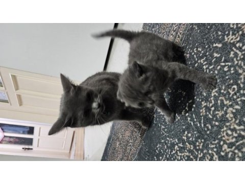 1 adet 1 aylık dişi british shorthair