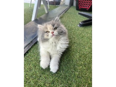 Top kafa british longhair show kalite bicolor white
