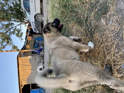 Mükemmel anatomi kangal