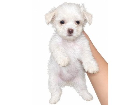 Yeni yavru köpeklerimiz sahiplerini bekliyorlar