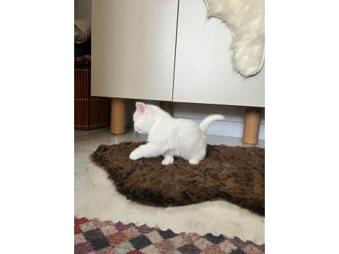 Sevimli yavru kediler