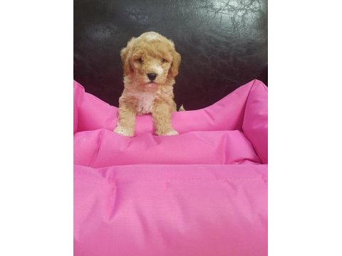 Harika show kalite uygun fiyata maltipoo yavrular