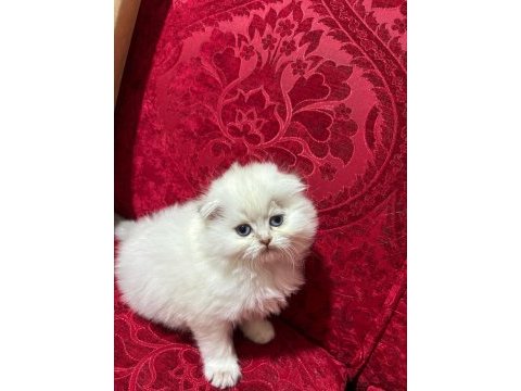 Safkan ırk sağlık garantili british longhair