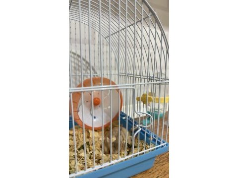 Hamster satılık