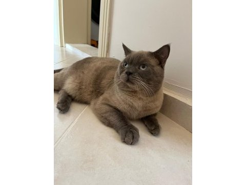 3 yaşındaki eğitimli scottish fold herşeyiyle