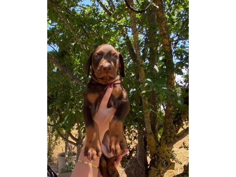 Kızıl kaliteli king doberman