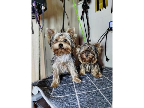 Mini erkek yavru yorkshire terrier