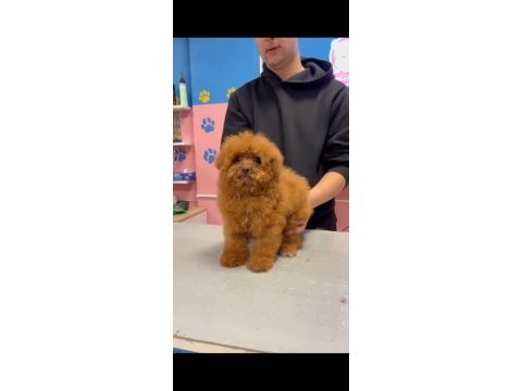 Maltipoo yavrular