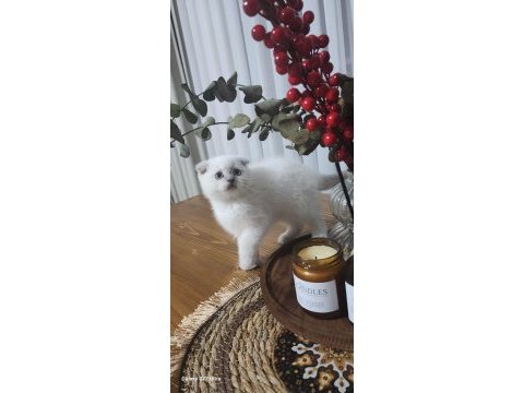 Yavru 2 aylık british shorthair
