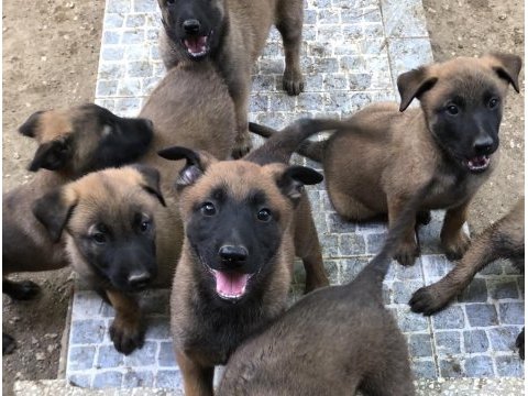 Safkan ırk garantili belçika kurdu