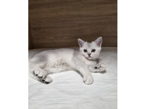 Çok oyuncu british shorthair yavrumuz