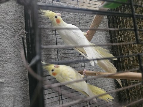 Sarı rutrino 3 aylık yavru sultan papağanı