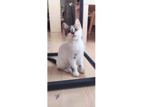 Kedimiz simba oğlum