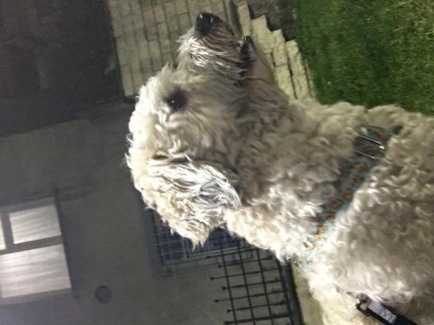 Maltipoo oğluma yeni yuva