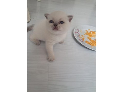 British shorthair blue point yavrularımız