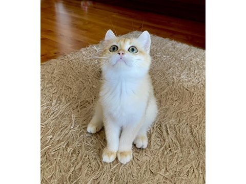 Golden british shorthair erkek yavrumuz