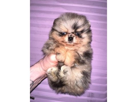 Pomeranian boo merle