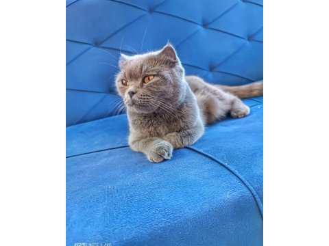 2 yaşında scottish fold duman gri