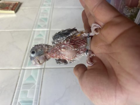 El besleme konur bebek