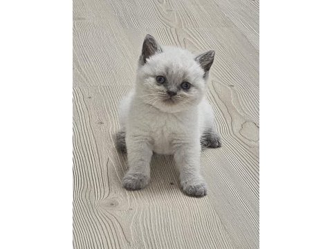 2 aylık egitimi tam plue point oyuncu kedimiz