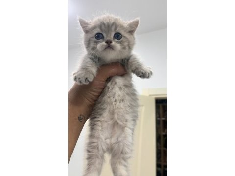 Cüce kedimiz munchkin